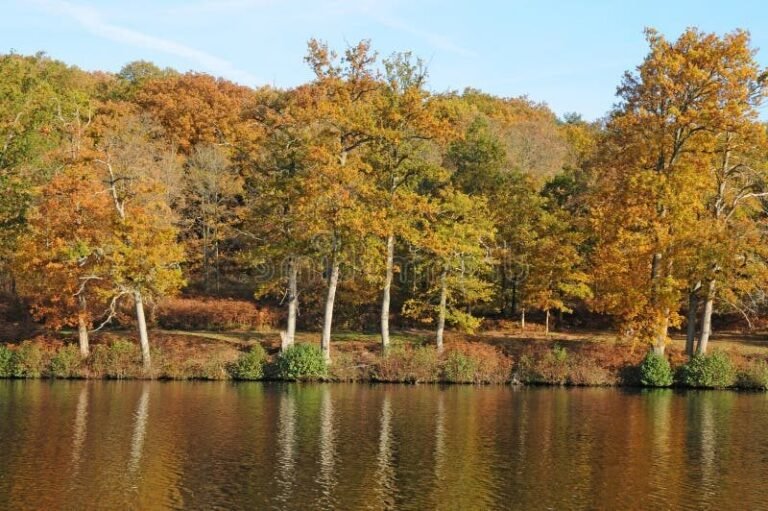 abbaye des bois de cernay en automne