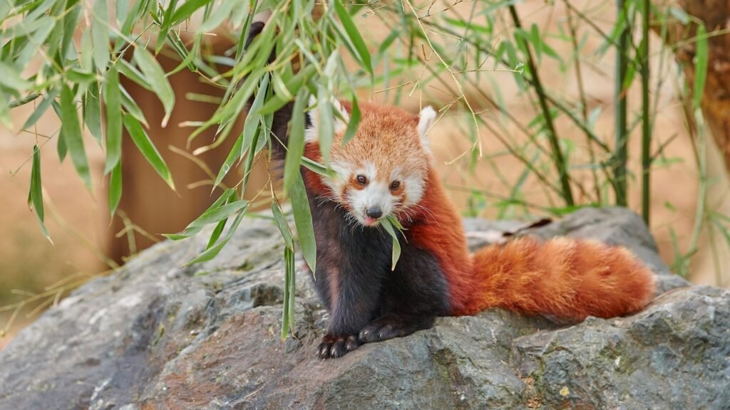 Que peut-on découvrir au Zoo Parc de la Tête d'Or à Lyon 4 Que peut-on découvrir au Zoo Parc de la Tête d’Or à Lyon