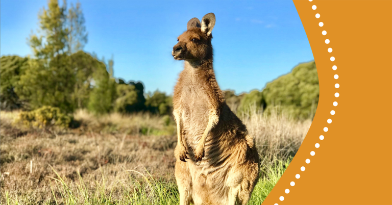animaux totems symboliques en nature