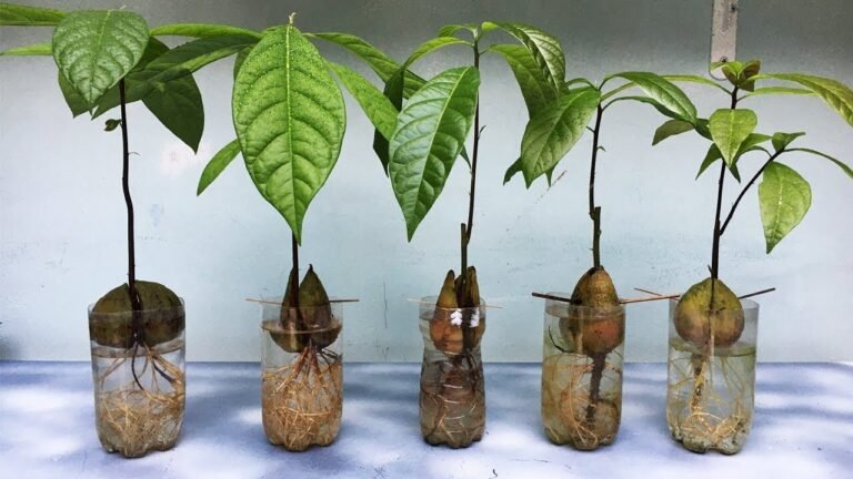 avocat en train de germer dans leau