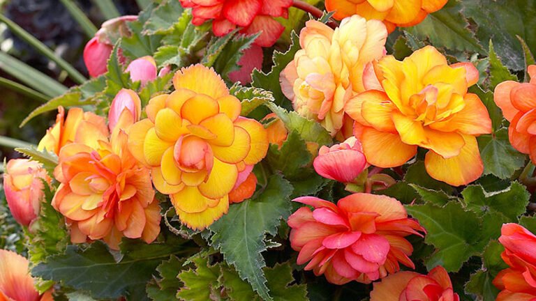 Où Trouver Des Bégonias Papillon Clair De Lune Dans Votre Région 30 begonias papillon en pleine floraison