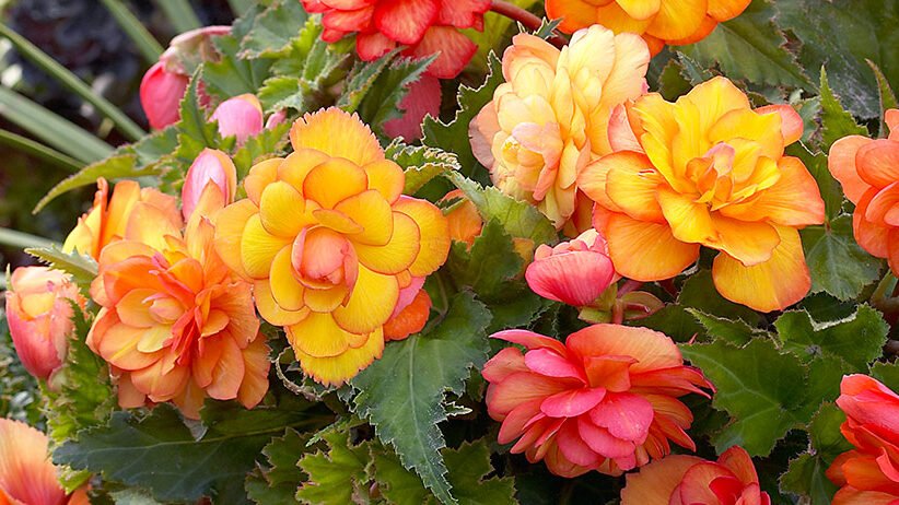 Begonia Papillon Clair De Lune Achat En Ligne