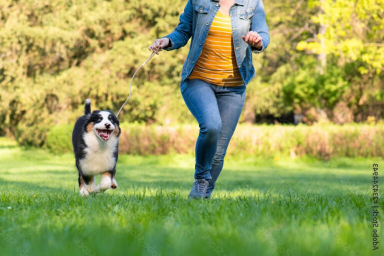 Comment bien élever un Berger Australien dans le Nord Pas de Calais 30 berger australien jouant dans un parc