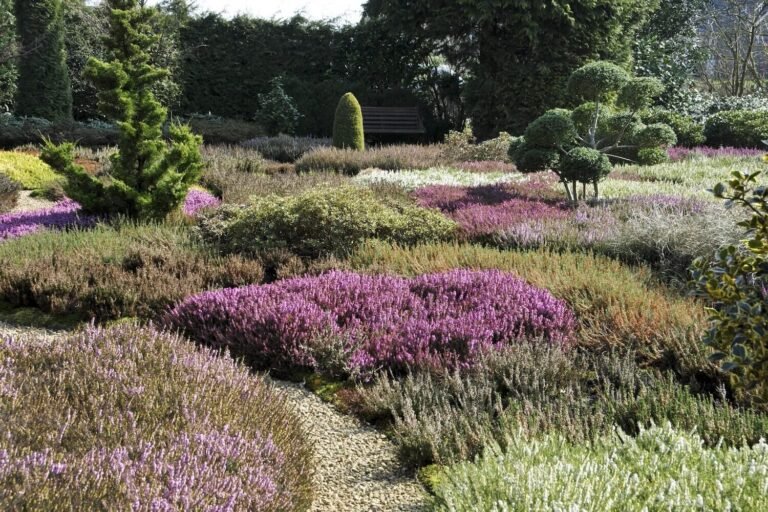 brande de bruyere epaisse dans un jardin
