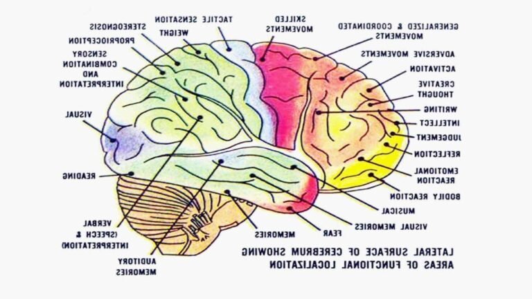 Que signifie l'expression "dans mon cerveau comme à la maison" 12 cerveau humain avec des elements de confort