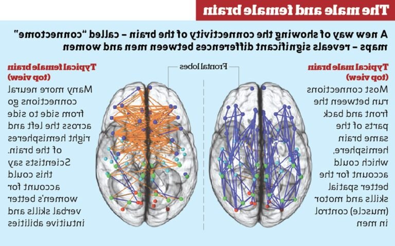 cerveaux masculins et feminins en comparaison