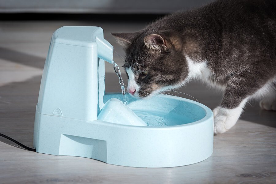 Pourquoi choisir une fontaine à eau à pile pour votre chat