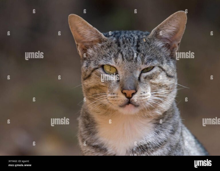 Pourquoi mon chat ferme-t-il un œil plus que l'autre 18 chat curieux clignant un oeil