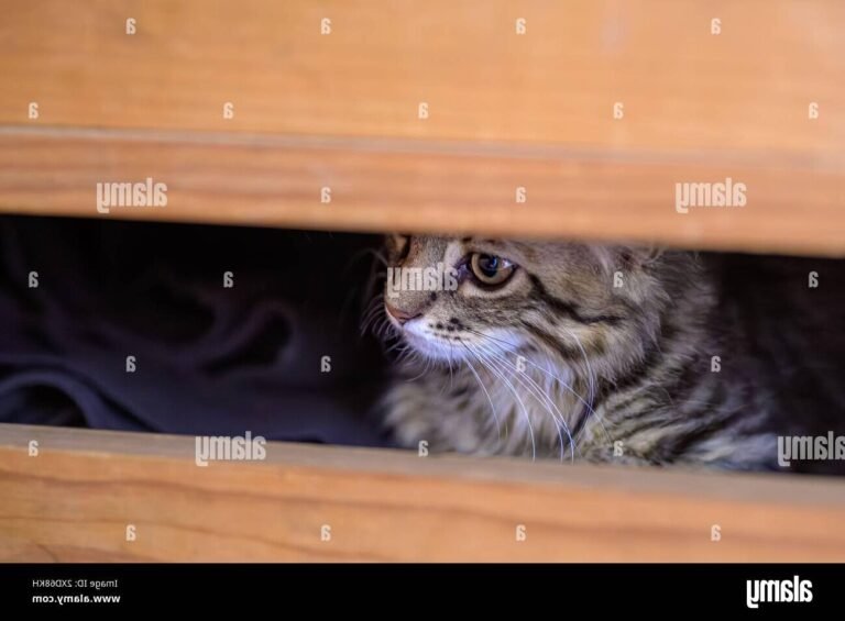 chat curieux observant son environnement