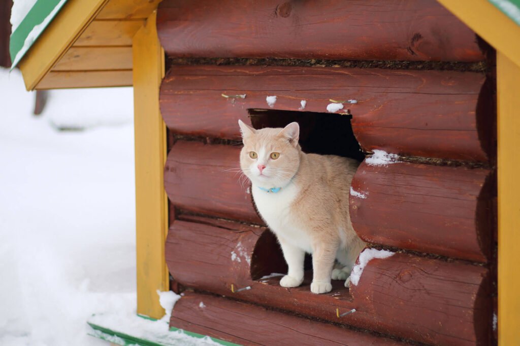 Où trouver une pension pour chat à Clermont-Ferrand