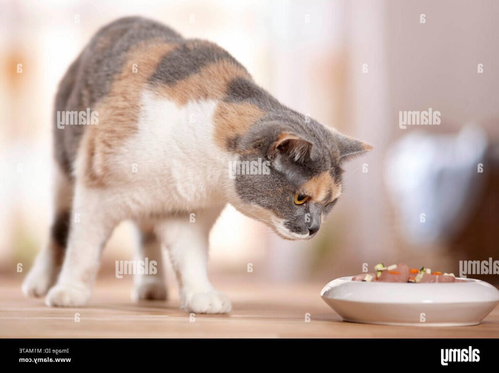 Pourquoi mon chat vomit-il des vers et que dois-je faire 7 Pourquoi mon chat vomit-il des vers et que dois-je faire