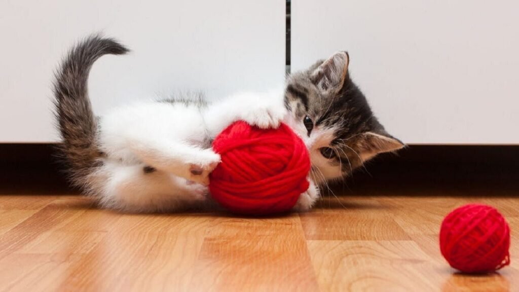 Quel est le comportement du chat de A à Z : guide complet 6 Quel est le comportement du chat de A à Z : guide complet