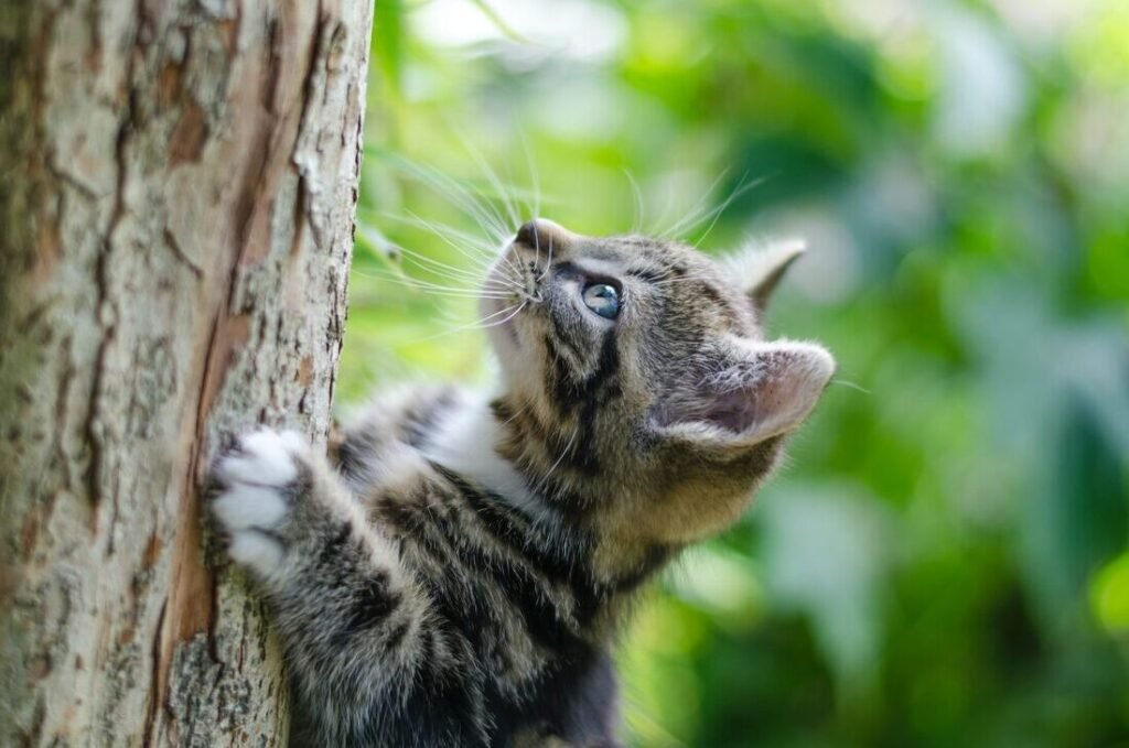 Comment traiter naturellement la teigne chez votre chat 5 Comment traiter naturellement la teigne chez votre chat