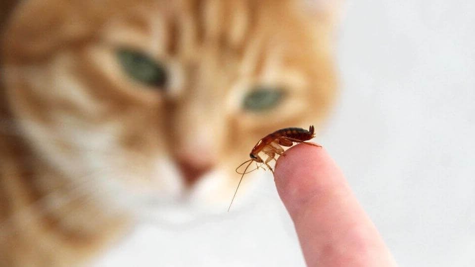 Que pensent les propriétaires de chats des croquettes aux insectes 6 Que pensent les propriétaires de chats des croquettes aux insectes