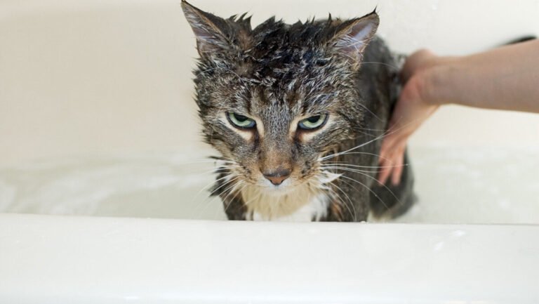 Combien de fois faut-il laver son chat pour sa santé et son bien-être 4 chat se lavant avec plaisir dans une baignoire