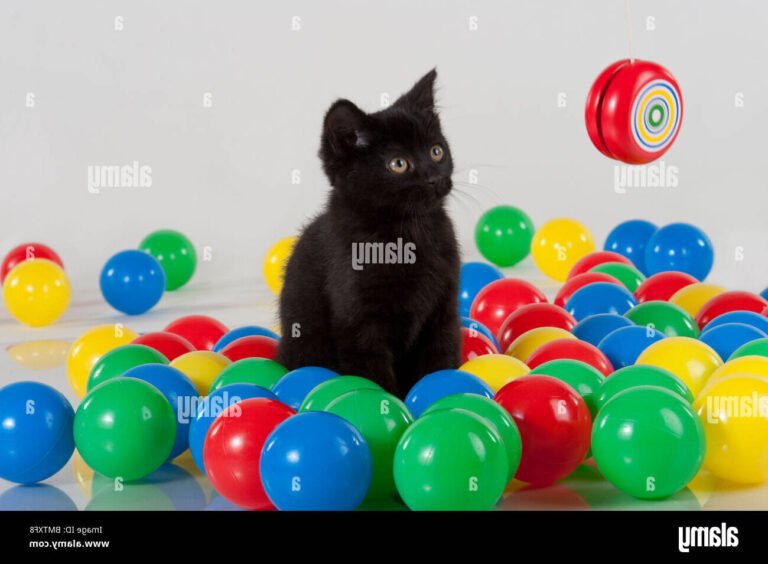 chaton jouant avec une balle coloree