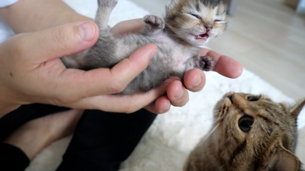 Comment prendre soin d'un bébé chaton qui vient de naître 5 Comment prendre soin d’un bébé chaton qui vient de naître