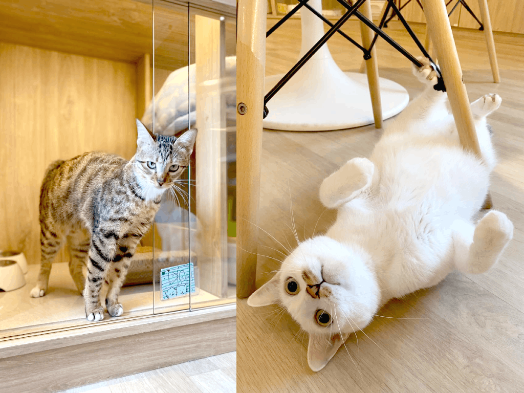 Où trouver une pension pour chat au Mans  Guide complet et conseils !