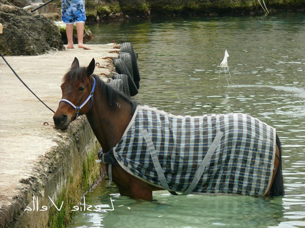 Où faire de l'équitation à Golden Bay à Malte 5 Où faire de l’équitation à Golden Bay à Malte
