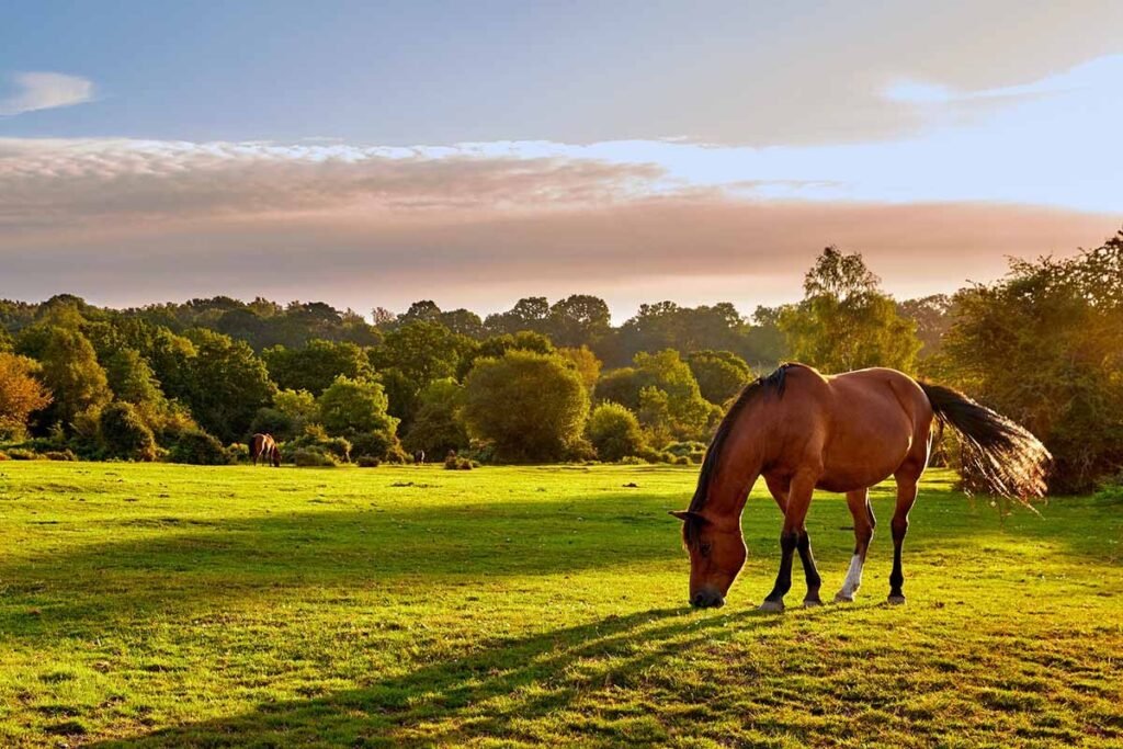 Quels sont les avantages d'une pension au pré pour chevaux 7 Quels sont les avantages d’une pension au pré pour chevaux