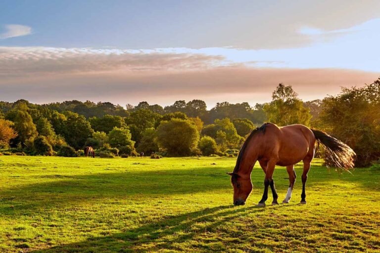Quels sont les avantages d'une pension au pré pour chevaux 1 chevaux paissant dans un pre verdoyant