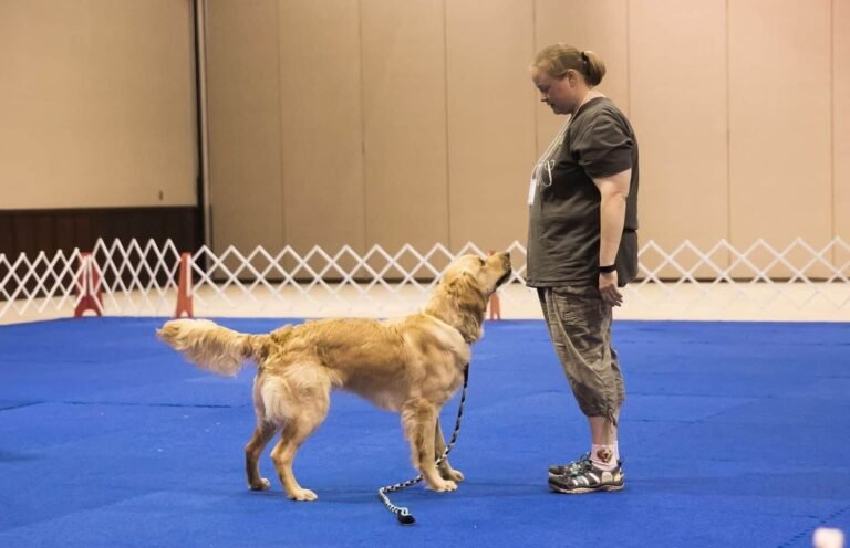 Comment punir efficacement un chien qui n'obéit pas 26 chien attentif avec maitre en pleine formation