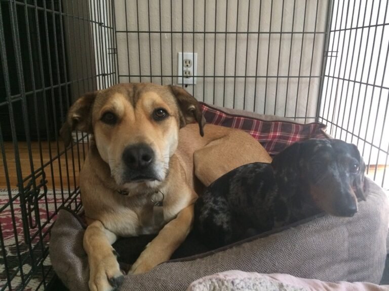 chien confortablement installe dans sa niche