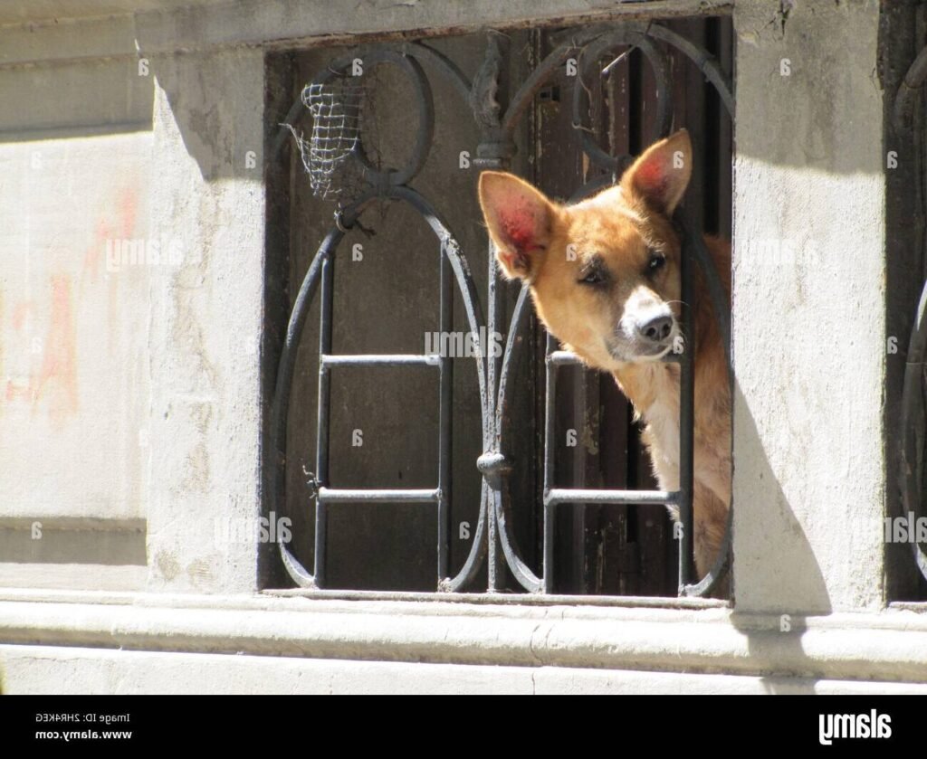 Pourquoi mon chien bouge-t-il la tête dans la voiture 1 chien curieux regardant par la fenetre