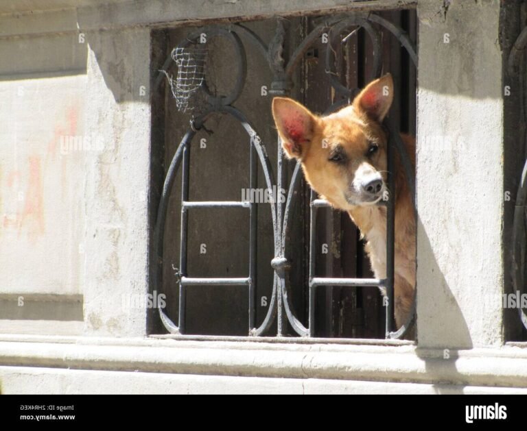 Pourquoi mon chien bouge-t-il la tête dans la voiture 38 chien curieux regardant par la fenetre