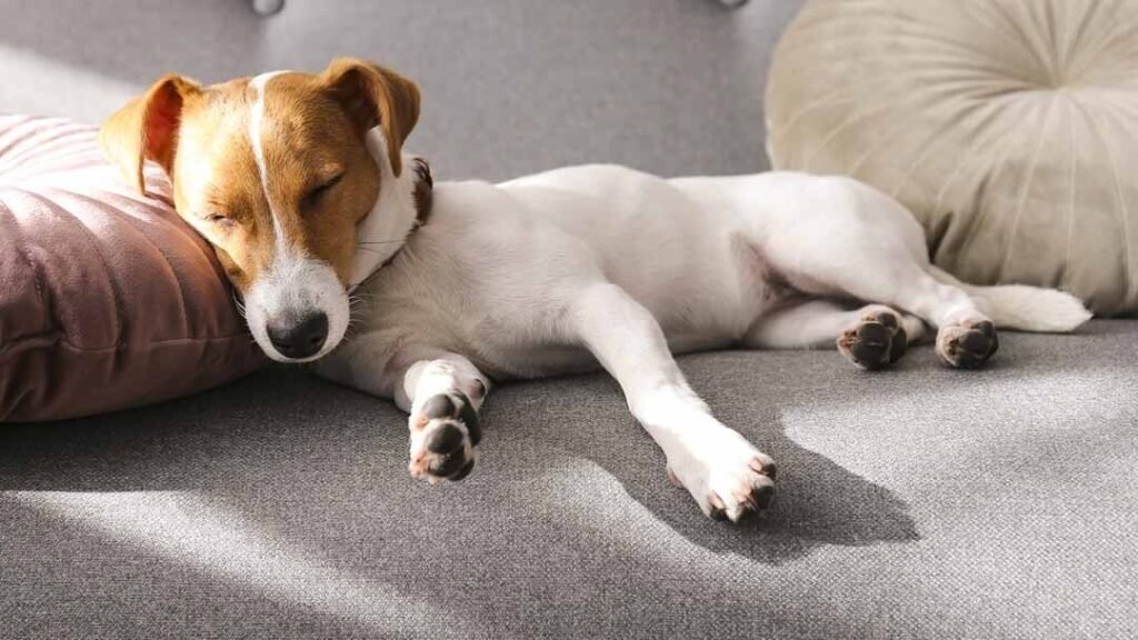 Pourquoi mon chien tremble-t-il quand il dort, est-ce normal 1 Pourquoi mon chien tremble-t-il quand il dort, est-ce normal