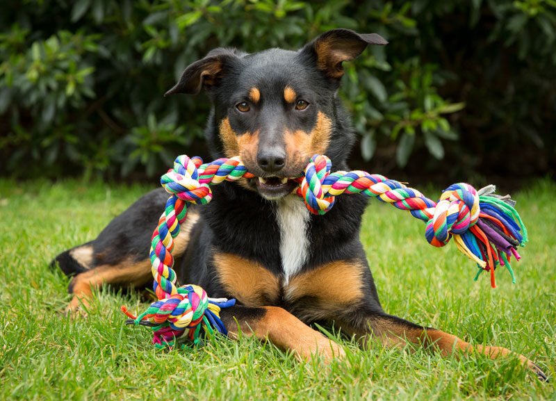 Comment adopter un chien dans les Côtes d'Armor 5 Comment adopter un chien dans les Côtes d’Armor
