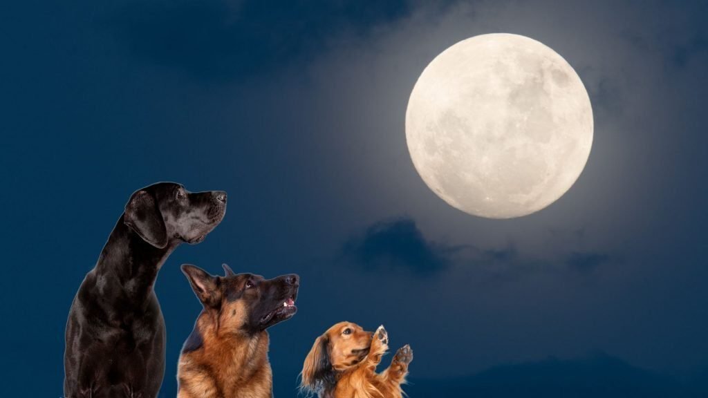 Qu'est-ce que le bizarre incident du chien pendant la nuit 6 Qu’est-ce que le bizarre incident du chien pendant la nuit