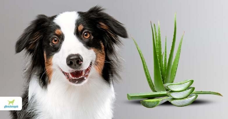 Aloe vera est-il sûr pour apaiser les démangeaisons de votre chien 1 chien se grattant avec une plante aloe vera