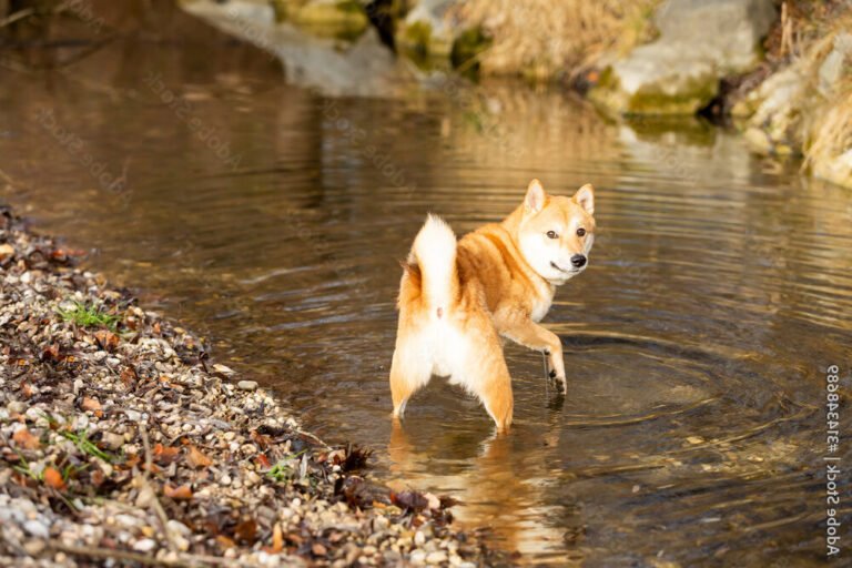 chiens shiba inu jouant dans un parc