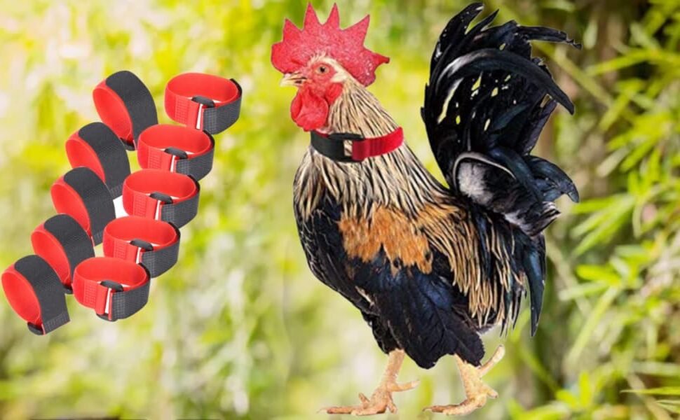Comment choisir un collier anti chant du coq efficace et discret 7 Comment choisir un collier anti chant du coq efficace et discret