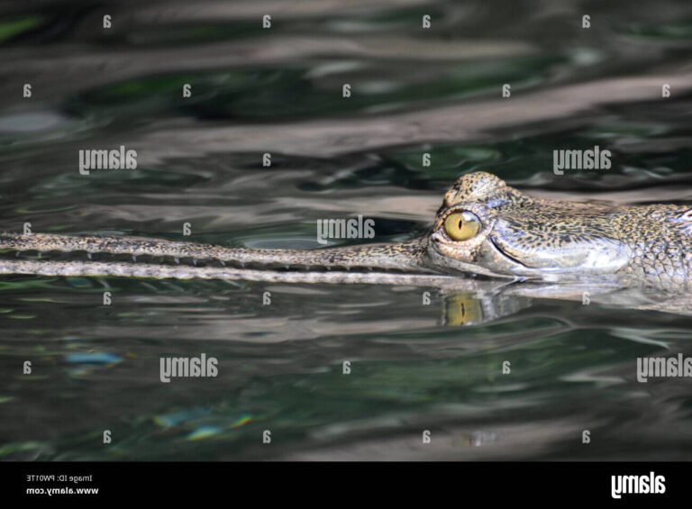 Pourquoi les crocodiles ont-ils des yeux jaunes 30 crocodile avec des yeux jaunes percants