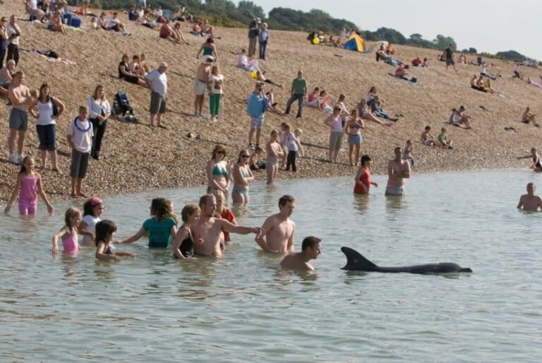 dauphins interagissant avec des visiteurs joyeux