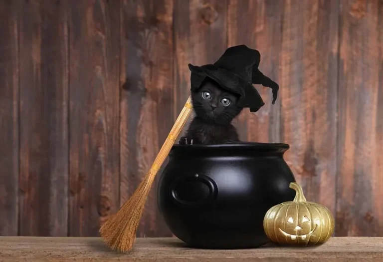 deguisement de chat noir creatif