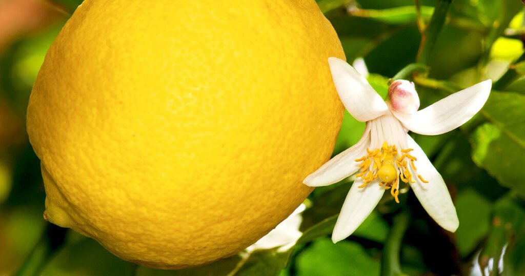 Que signifie l'expression « Tant que fleuriront les citronniers » 8 Que signifie l’expression « Tant que fleuriront les citronniers »