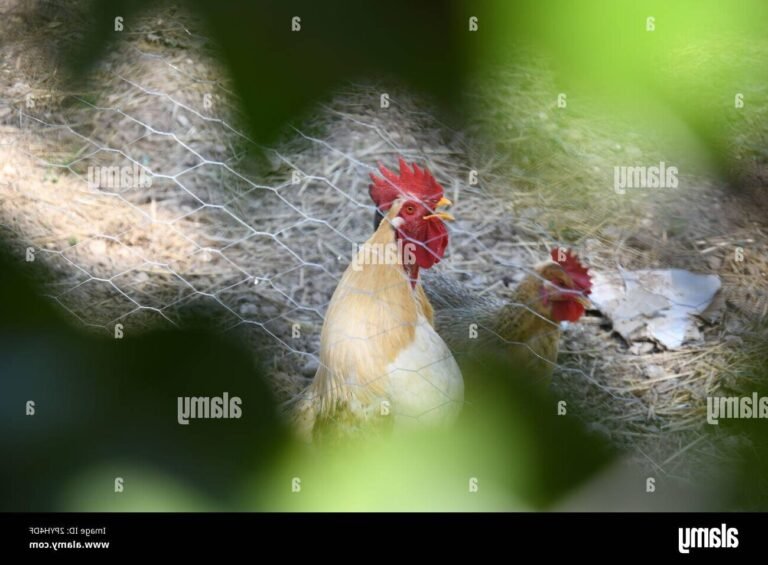 Quel est le récit du charivari dans "Les P'tites Poules" 37 des poules en fete dans un jardin