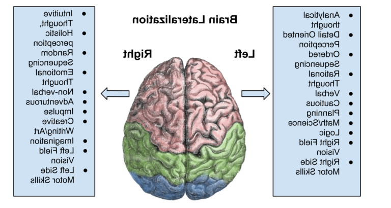 Quels sont les traits distinctifs des personnalités de type A et B 32 deux cerveaux illustrant des personnalites contrastees