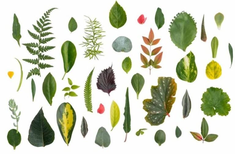 Comment identifier un arbre à partir de ses feuilles 16 differentes feuilles darbres varies