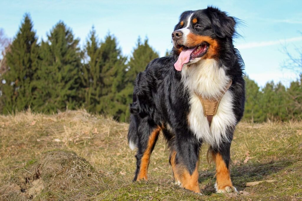 Comment choisir le chien qui correspond le mieux à votre style de vie 7 Comment choisir le chien qui correspond le mieux à votre style de vie