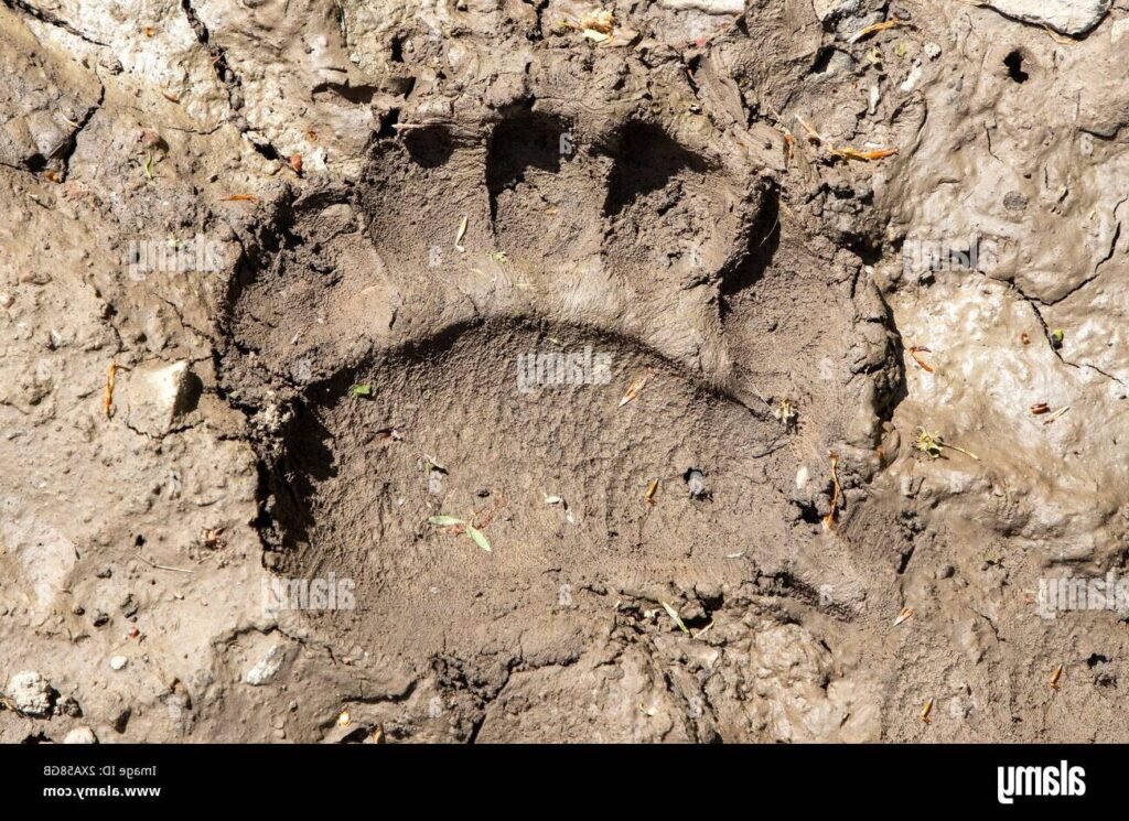 Que faut-il savoir sur les traces de l’ours dans la nature