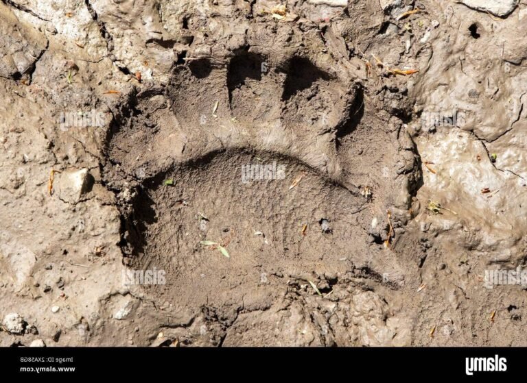 Que faut-il savoir sur les traces de l'ours dans la nature 36 empreintes dours sur un sol forestier