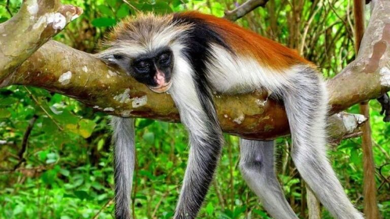 faune et flore du parc jozani chwaka