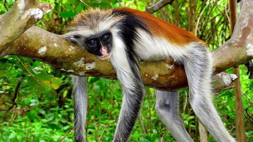 Quelles activités peut-on faire au parc national de Jozani Chwaka Bay