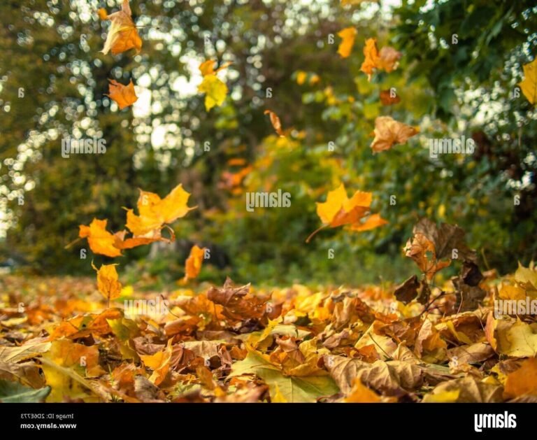 Pourquoi les feuilles tombent-elles en automne Explications et raisons ! 8 feuilles jaunes tombant dun arbre en automne