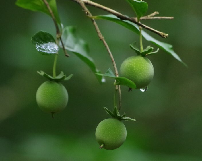 Comment obtenir le fruit du figuier d'Abyssinie dans Hogwarts Legacy 8 Comment obtenir le fruit du figuier d’Abyssinie dans Hogwarts Legacy