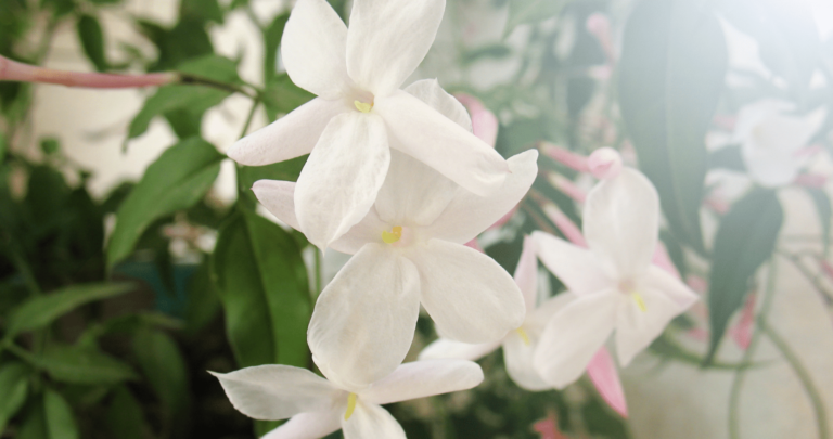 fleurs de jasmin en pleine floraison